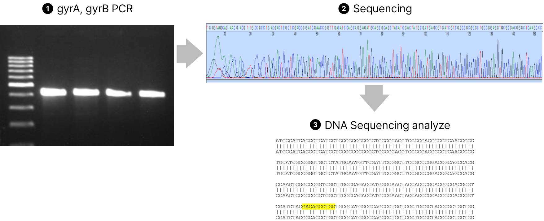 Mycobacterium tuberculosis Fluoroquinolone Sequencing cell image 