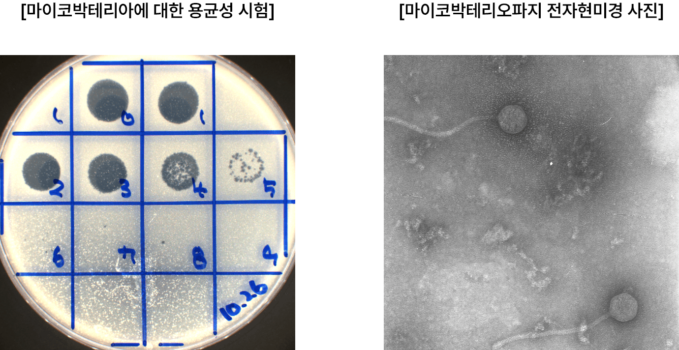 [lytic activity of the bacteriophages] 과 [Electron micrograph of bacteriophages] 